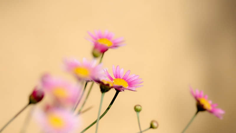 都江堰一日游景点（都江堰一日游景点大全）